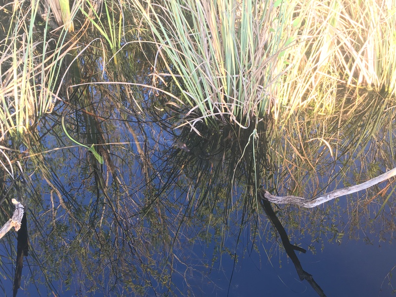 airboat ride near me